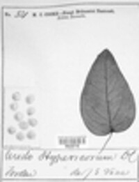 Melampsora hypericorum image